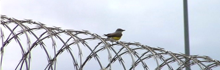 bird-on-the-wire